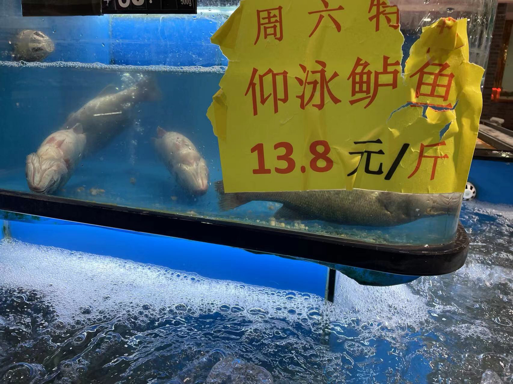 两条在仰泳的鲈鱼 逛超市看见水产区域打出的招牌,啥个叫仰泳的鲈鱼