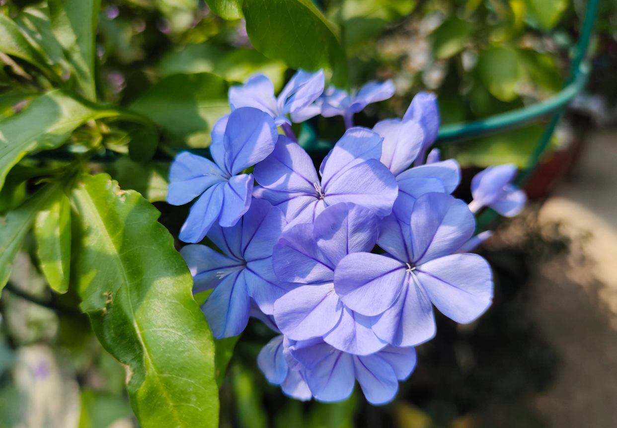 天热养蓝雪花,做好2点,开花量大,满枝都是花,浪漫清新如花海