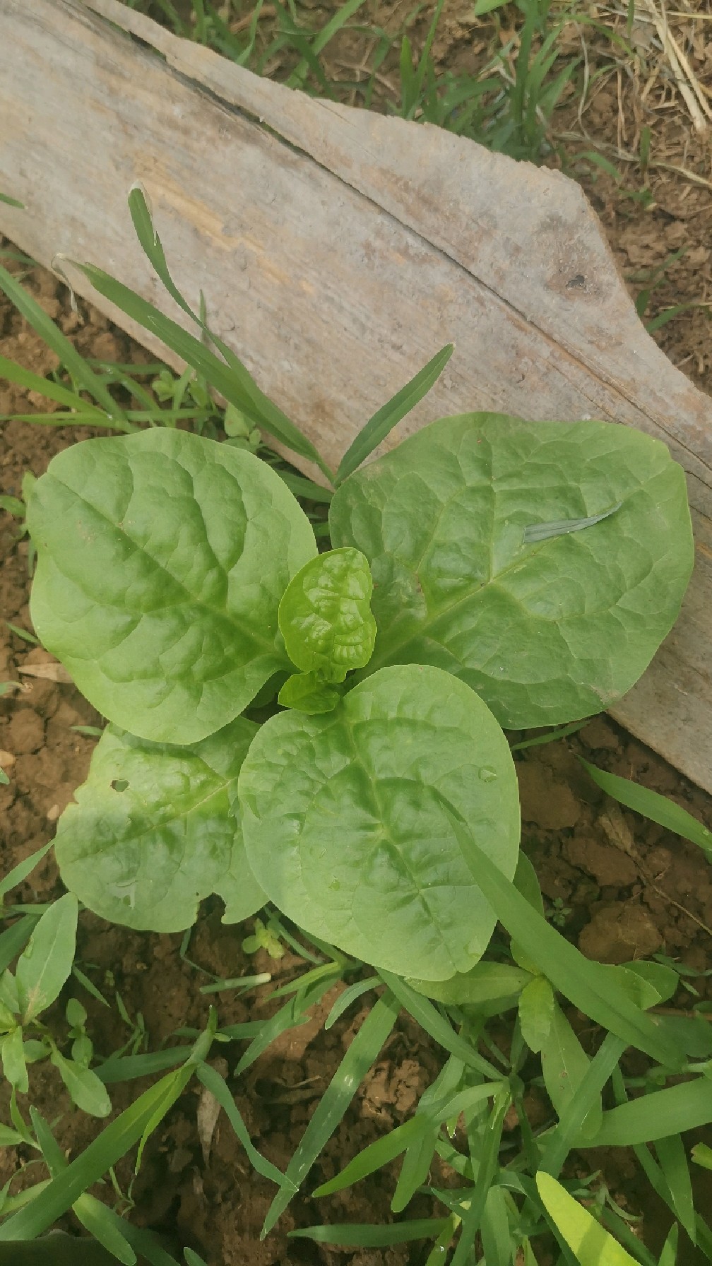 木耳菜如何采收食用看到都想生吃