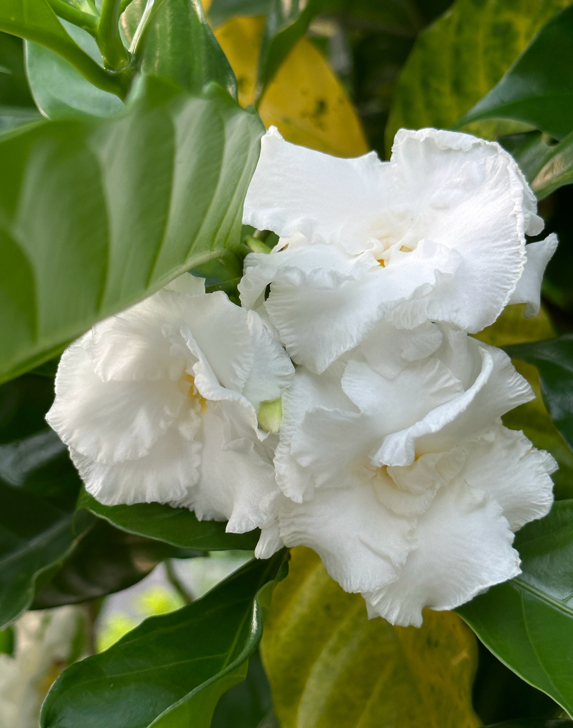 【狗牙花～漂亮又香味】