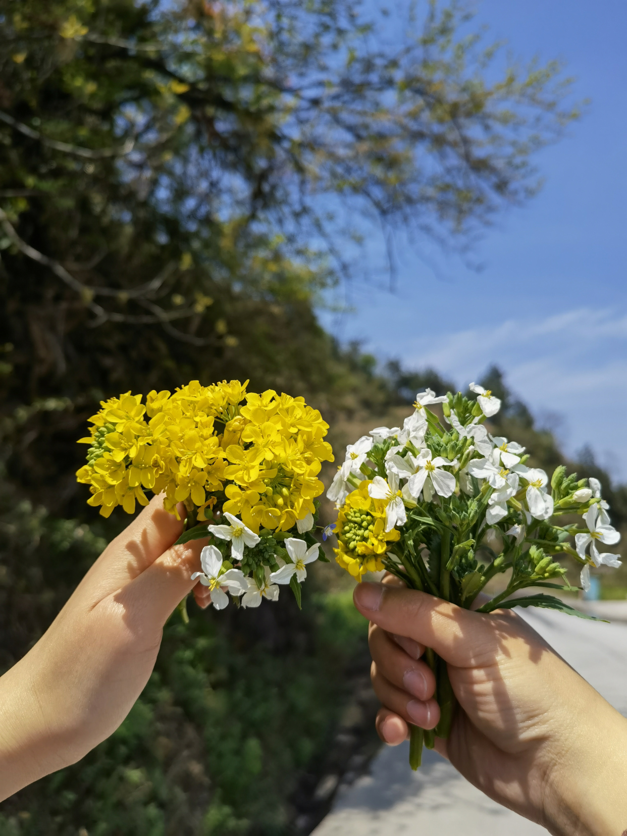 偶遇满怀的鲜艳,春日里最简单的浪漫,可能一把野花就能满足!
