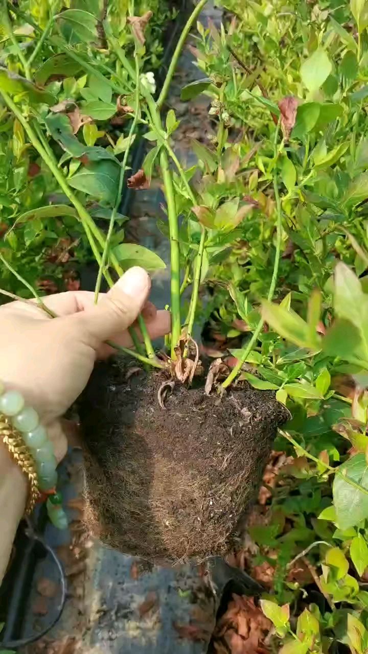 蓝莓苗,南高品种优瑞卡