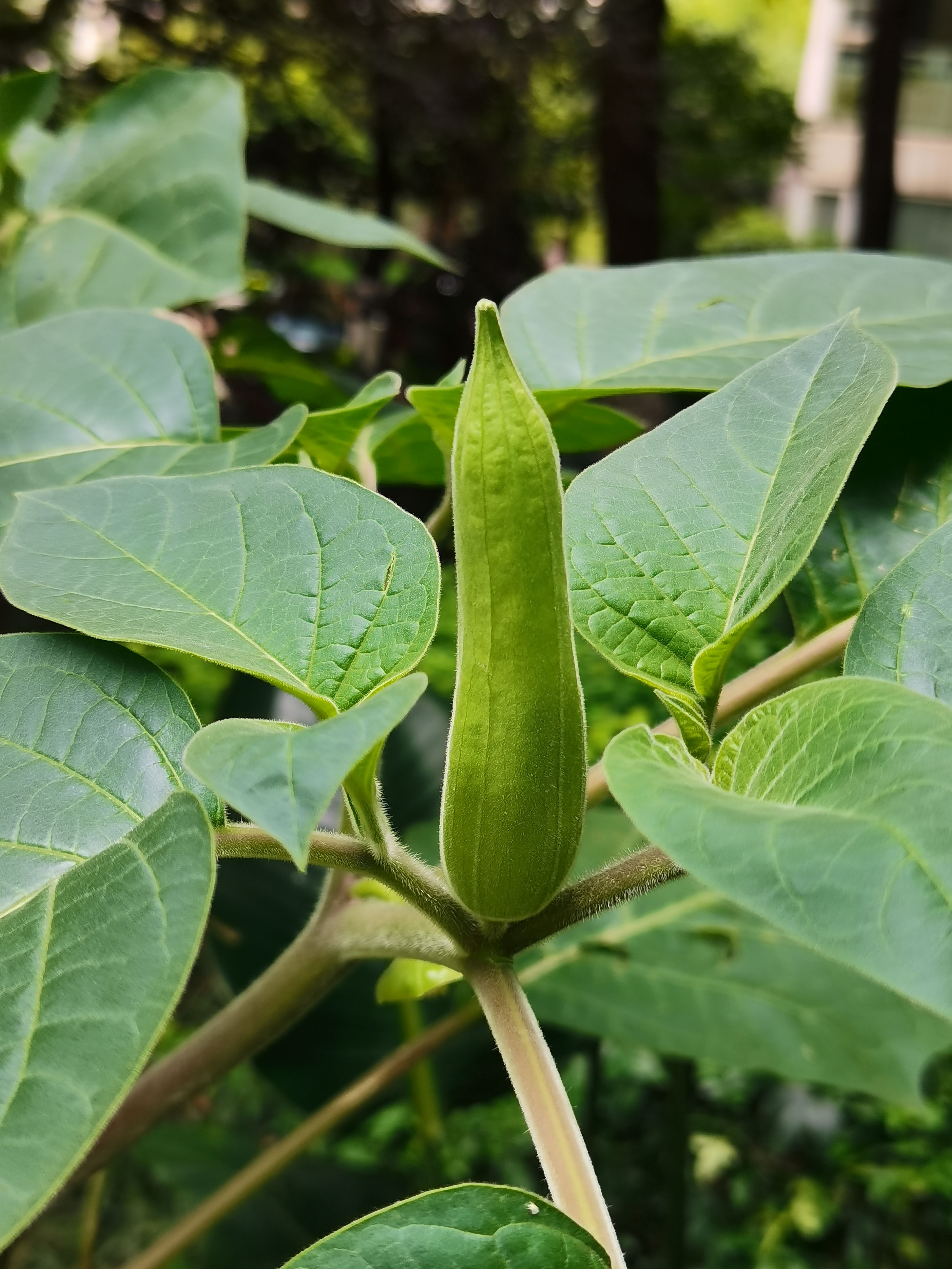 《水浒传》蒙汗药之曼陀罗