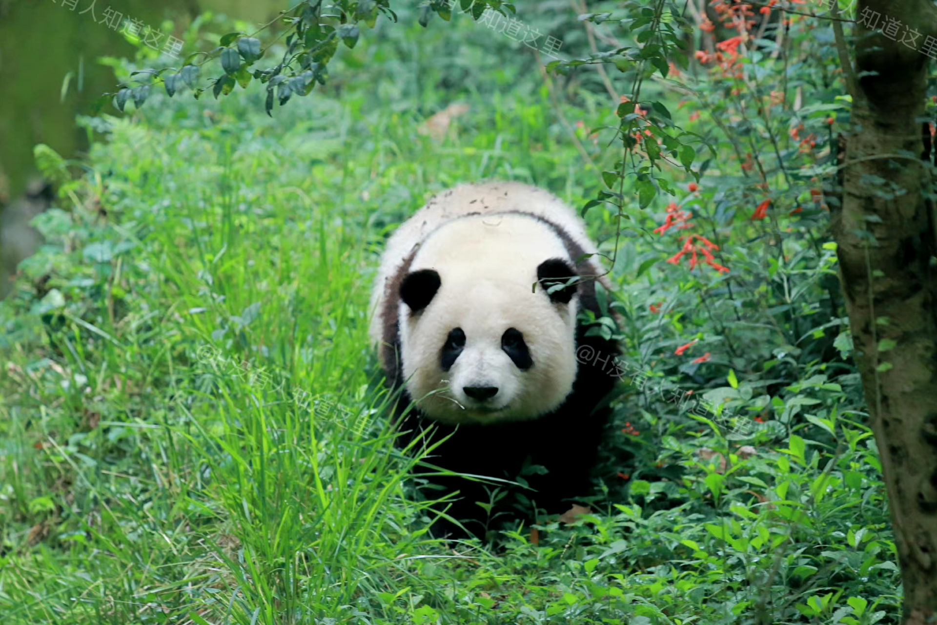 大熊猫# 让一让喽!