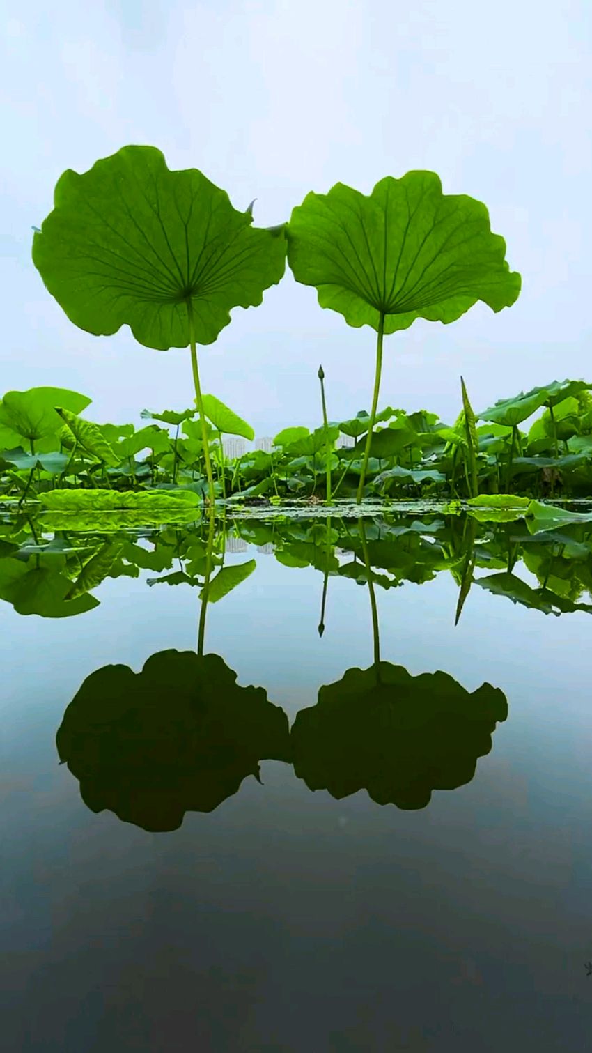 河边美景心旷神怡