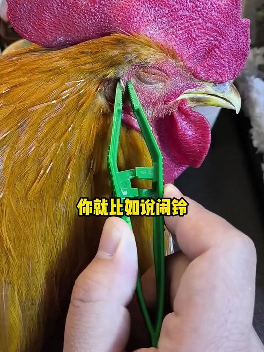 鸡的耳朵,长什么样?