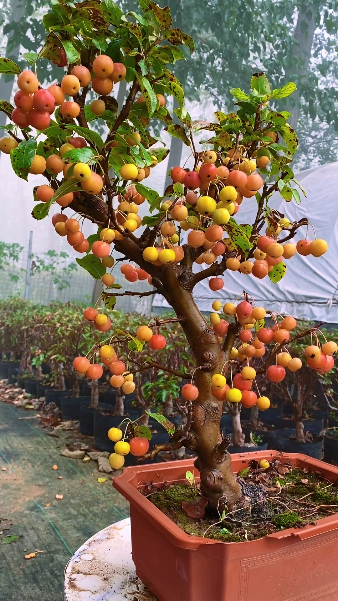 給花友們分享一下咱家的冬紅果老樁盆景,不知道花友們喜不喜歡?