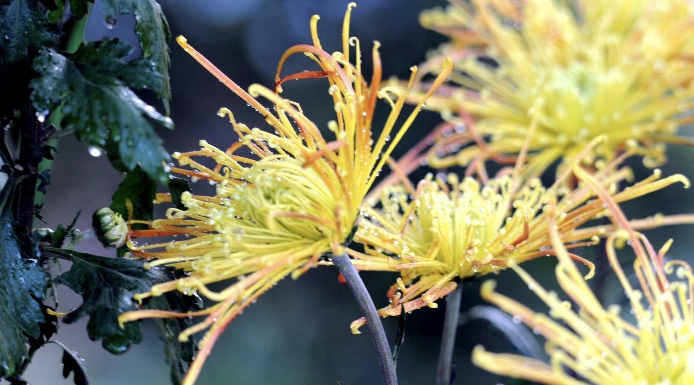 秋天风景# 秋菊,花瓣有着羞涩的卷曲,也有傲霜的舒展.