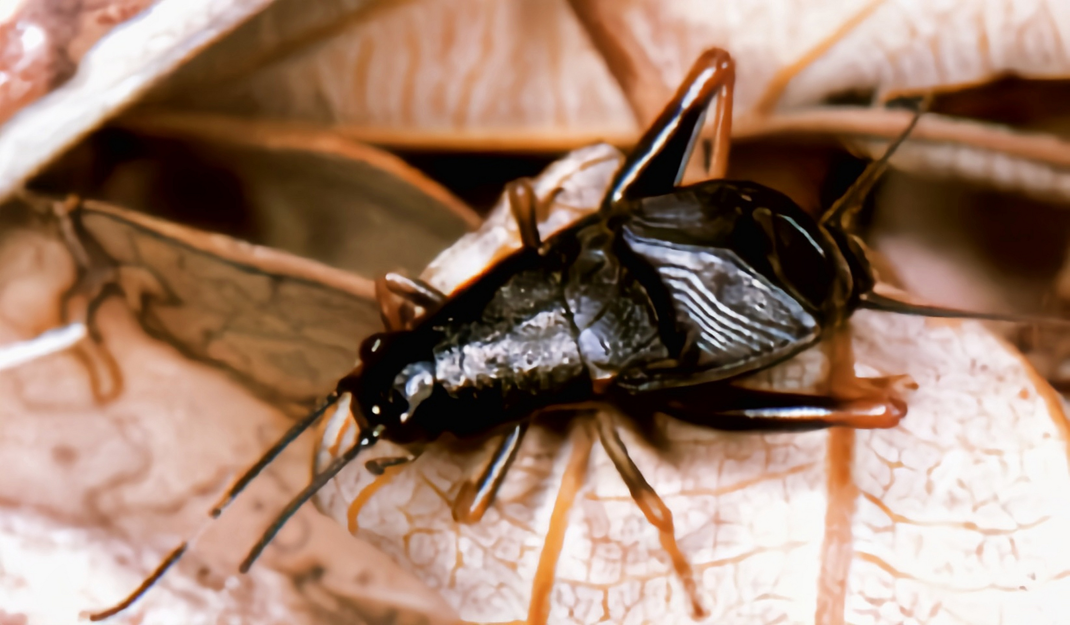 每天认识一种昆虫——刻点铁蟋 刻点铁蟋别名馨蛉,铁弹子,革翅铁蟋,是
