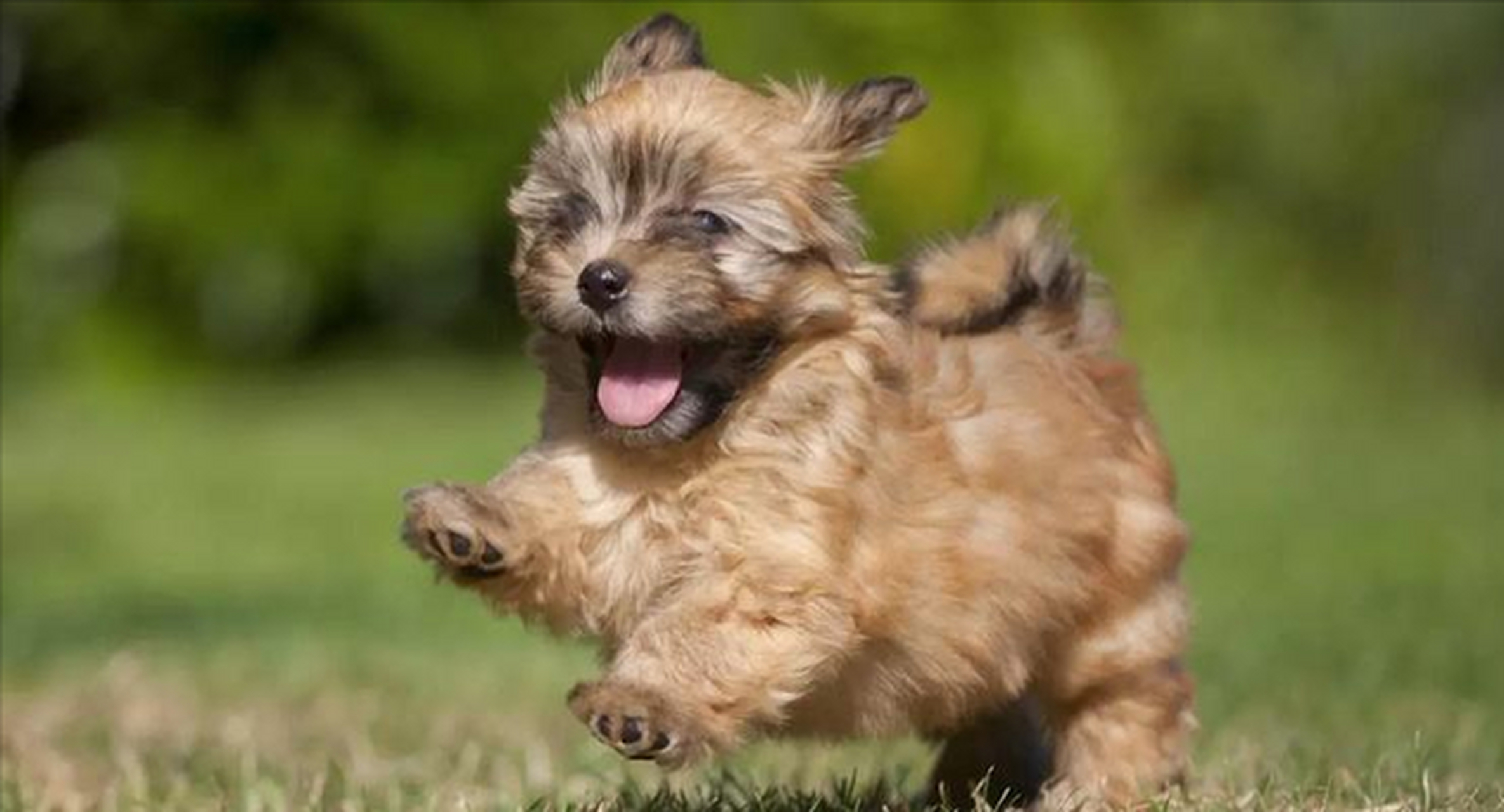 哈瓦那犬,毛发看起来有点脏乱,不太好打理