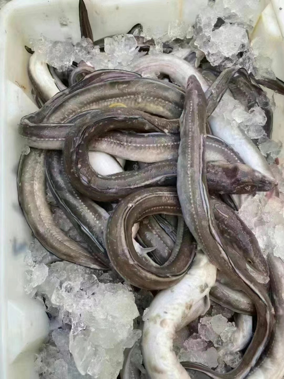 野生七星沙鳗鱼 野生七星沙鳗是海里最好吃的鳗鱼,吃货们的最爱,新鲜