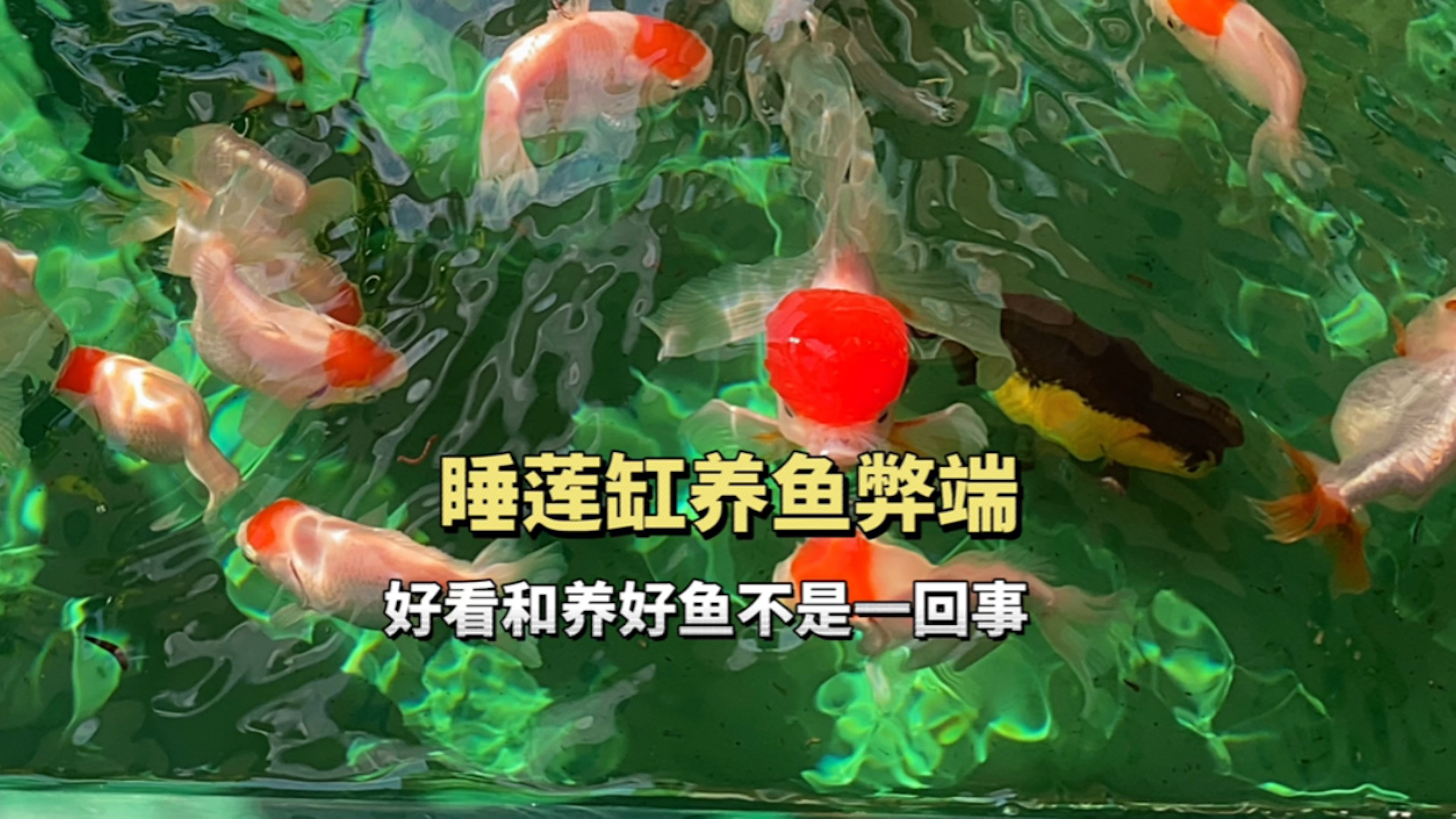 睡莲缸养鱼的弊端,好看和养好鱼不是一回事
