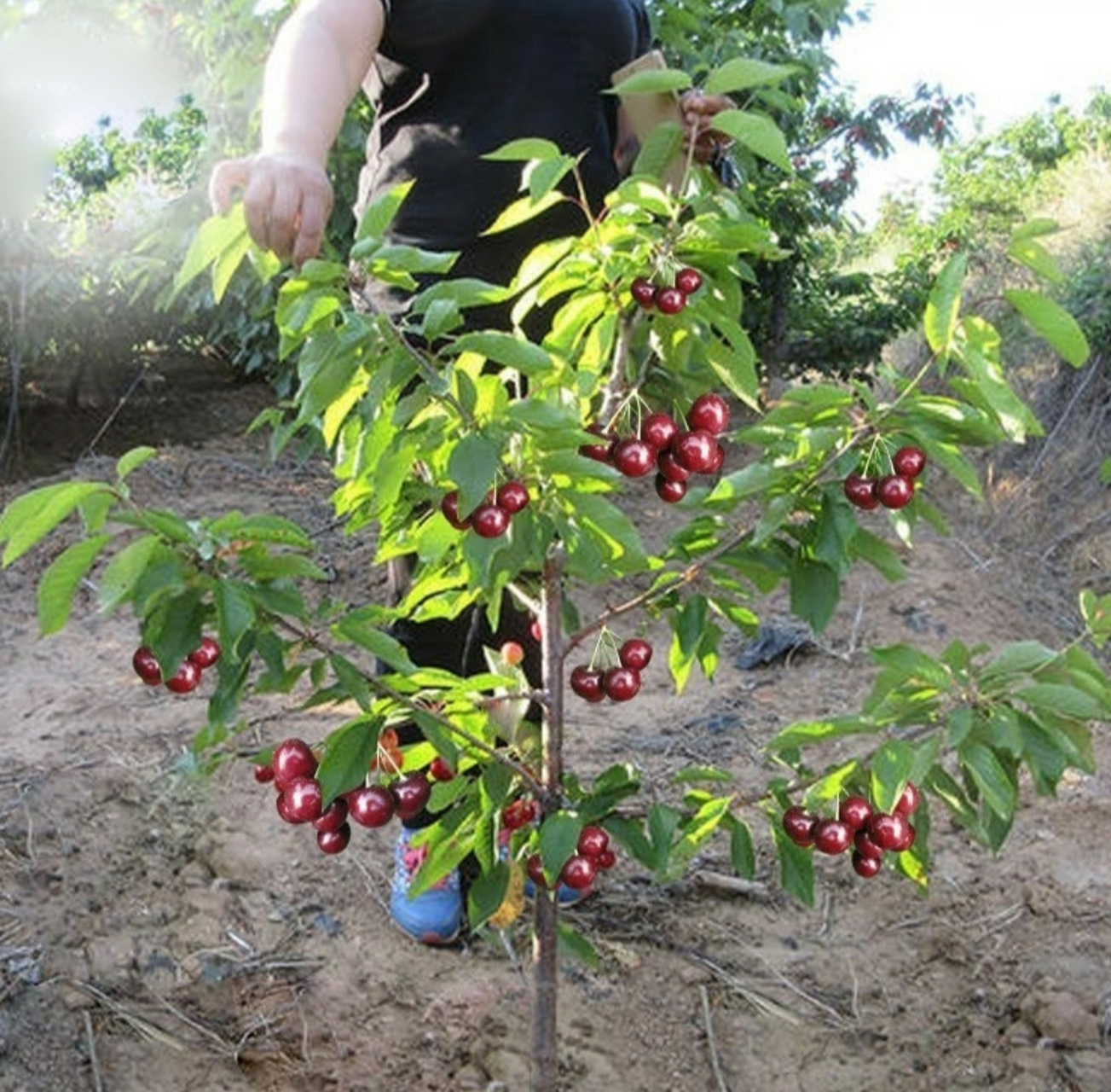 车厘子树苗,南北方均可种植,欢迎大家前来选购.