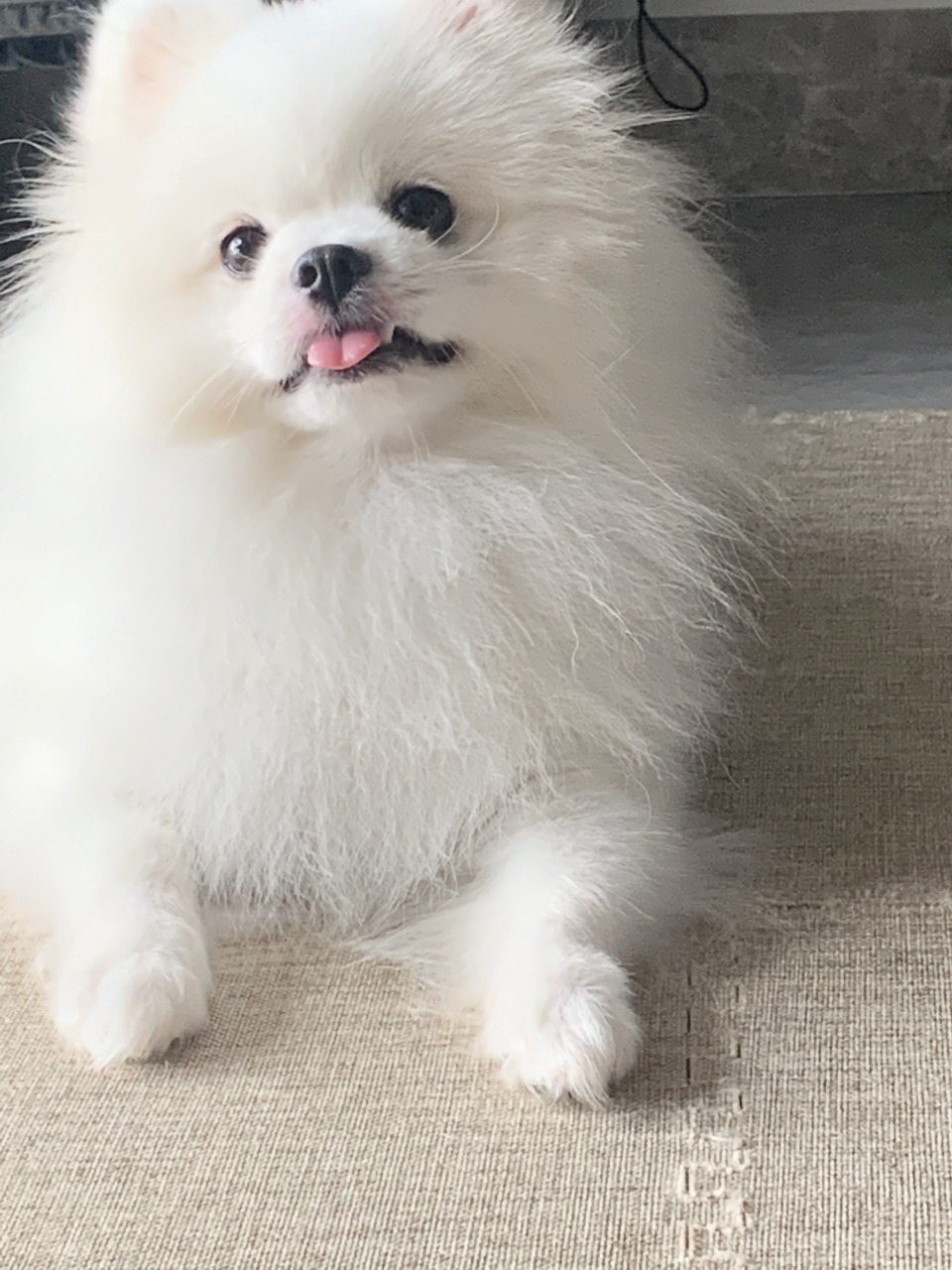 每天都在被小狗的笑治愈 snappy"逐渐开心" 好想钻到它的小脑瓜里看看