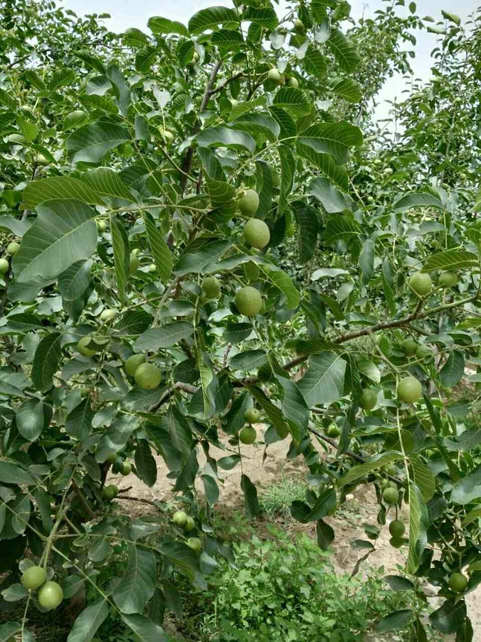 百果园:核桃树从开花,结果到成熟采摘 核桃花有点特别,一条条,一串串