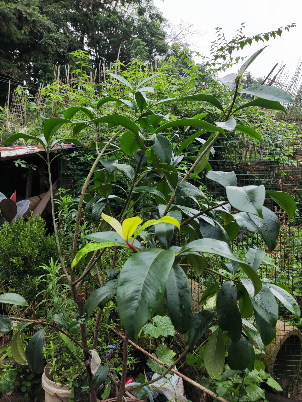 酸筒子,是一种农村常见的果子,又名酸铜子,又名竹节子,竹桔子.