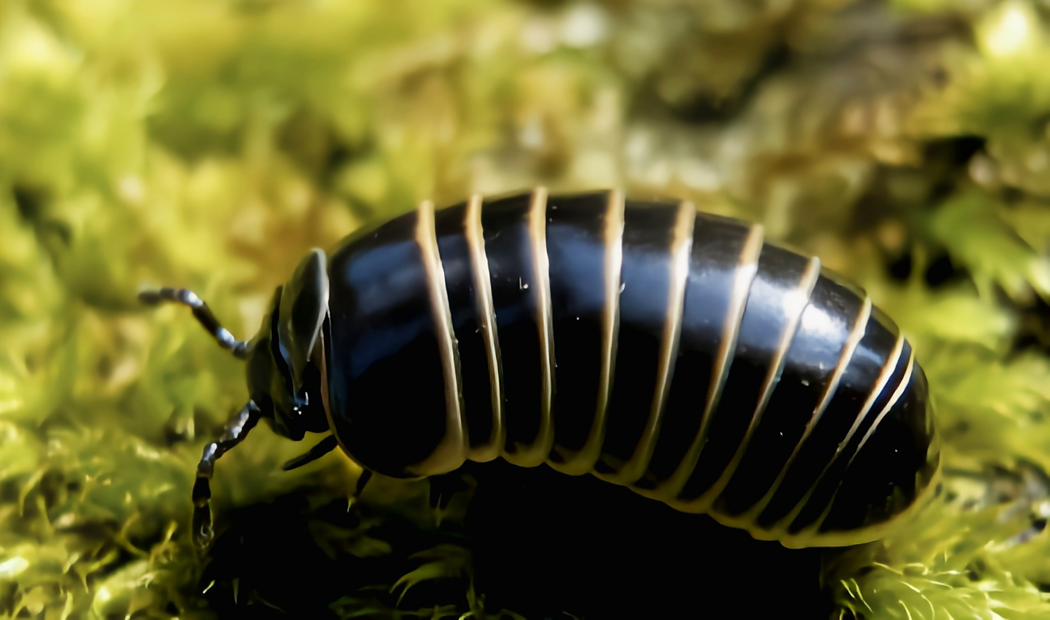 每天认识一种动物——黑球马陆 黑球马陆别名黑蟠马陆,原产于欧洲.