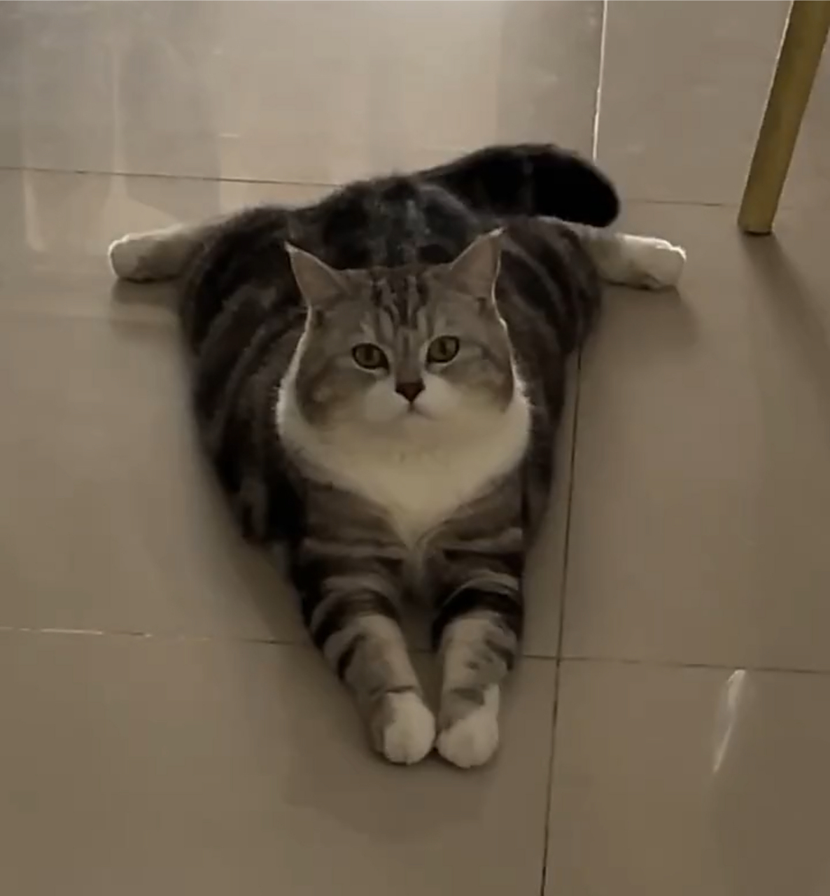 哈哈哈,这猫咪好厉害,标准的一字马![嘻嘻]#猫咪