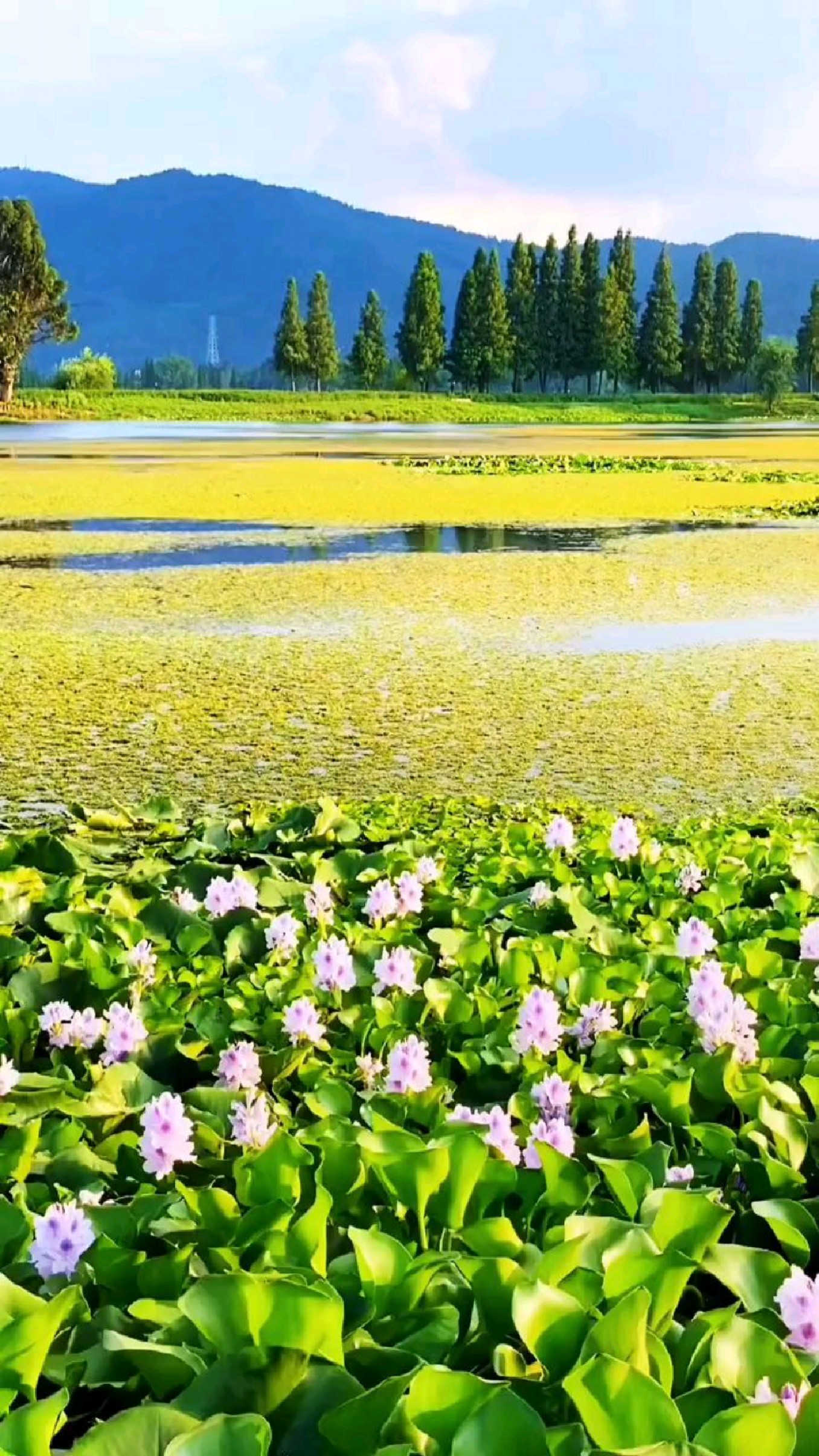 昆明,滇池后海,自然之美#风景如画的地方#赏花来这里.