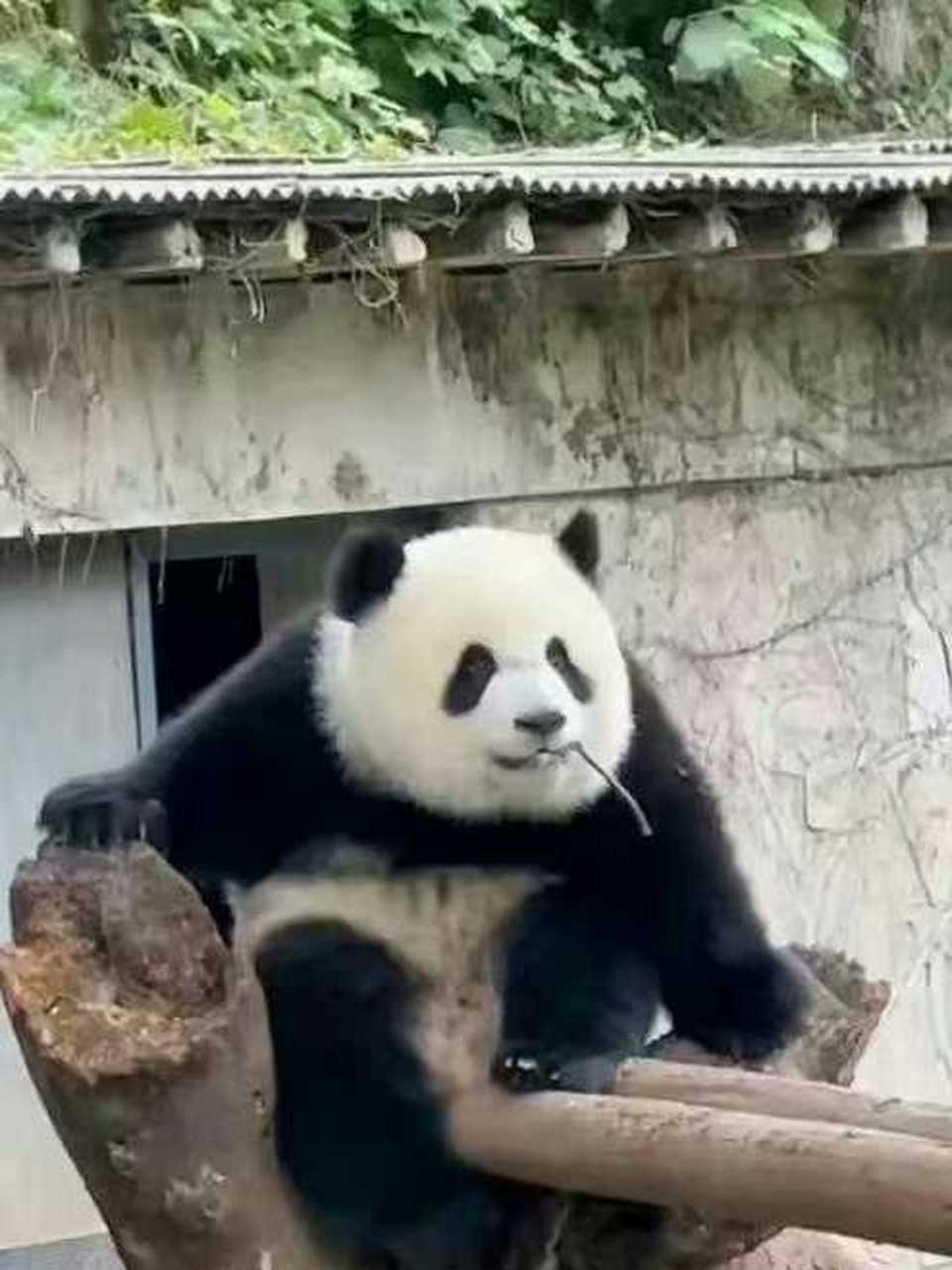 看这潇洒的坐姿,嘴里还叼根小树枝,日子过得很逍遥嘛!