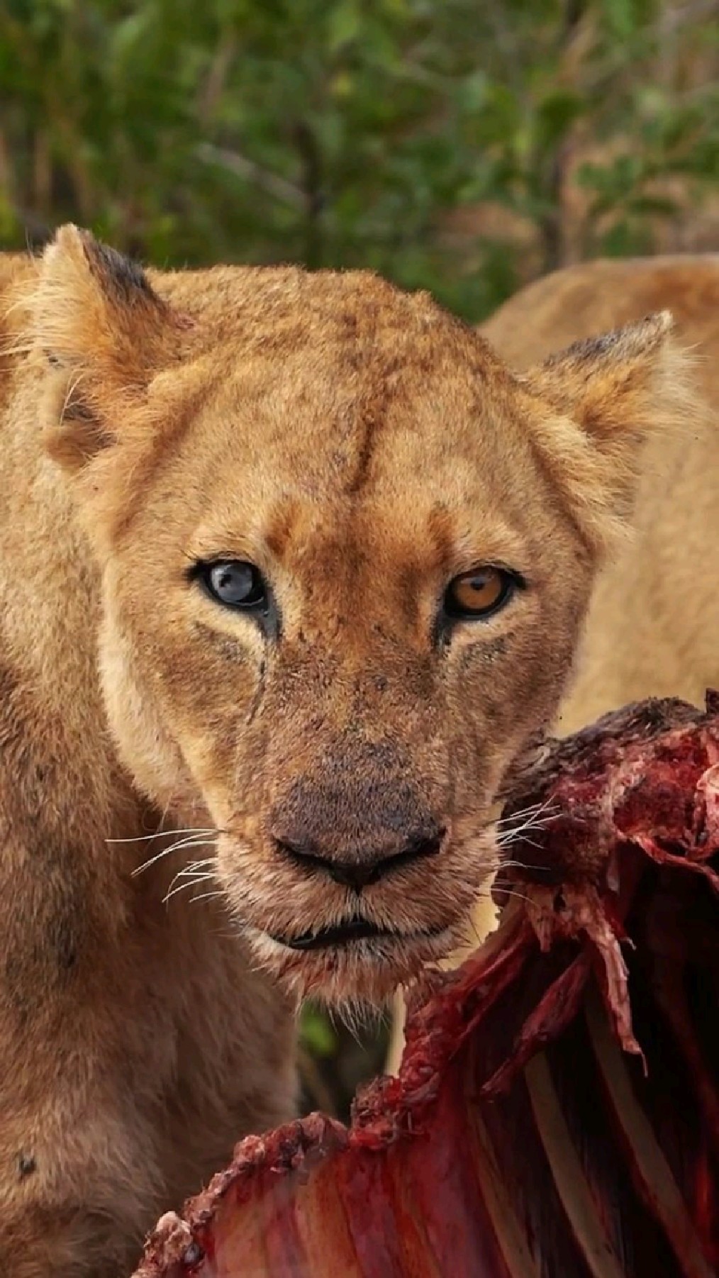年迈的银眼母狮