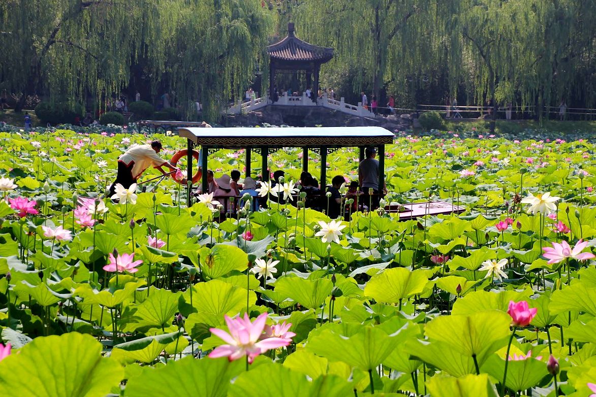 感悟敖汉旗四道湾子镇中学莲文化