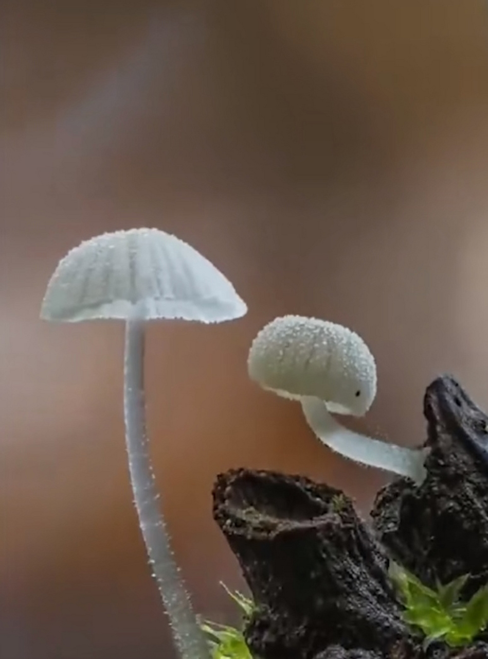用显微镜近距离拍下的野生小蘑菇,一个比一个精致
