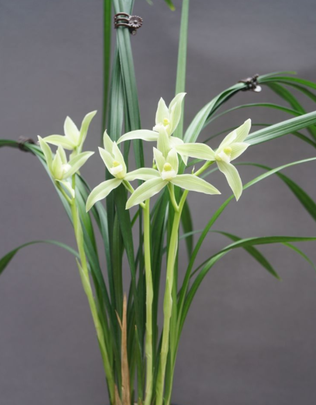 春剑素花"猫耳素",花色素雅,形似猫耳,花香宜人,值得收藏