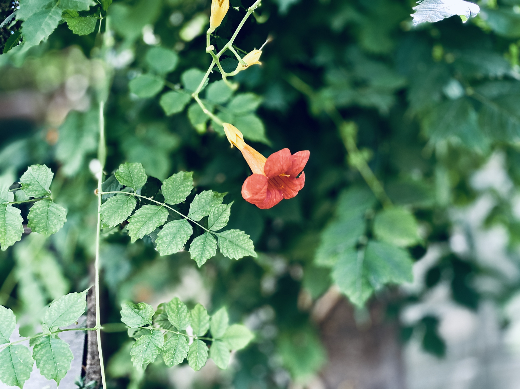 凌霄花(图文原创)  "我如果爱你——绝不像攀援的凌霄花,借你的高枝