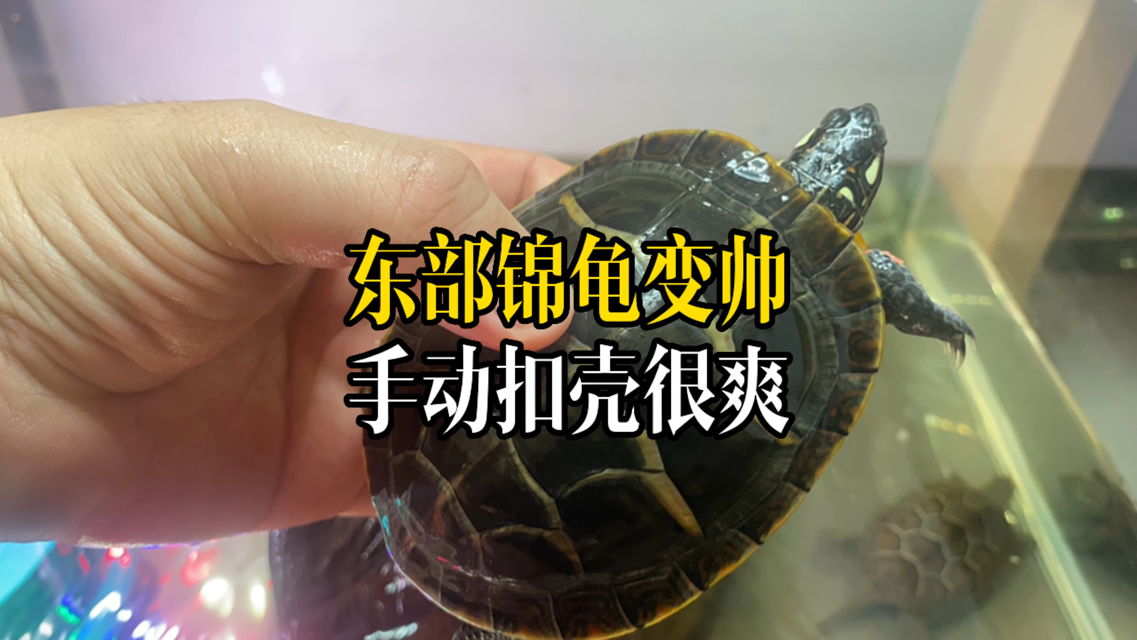 东部锦龟脱壳了,水泵老是堵水,手动扣龟壳