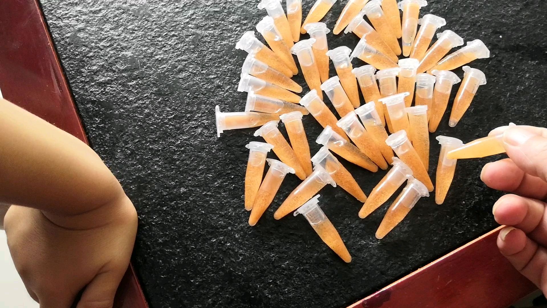 三湖鱼黄金虎幼鱼丰年虾鱼食