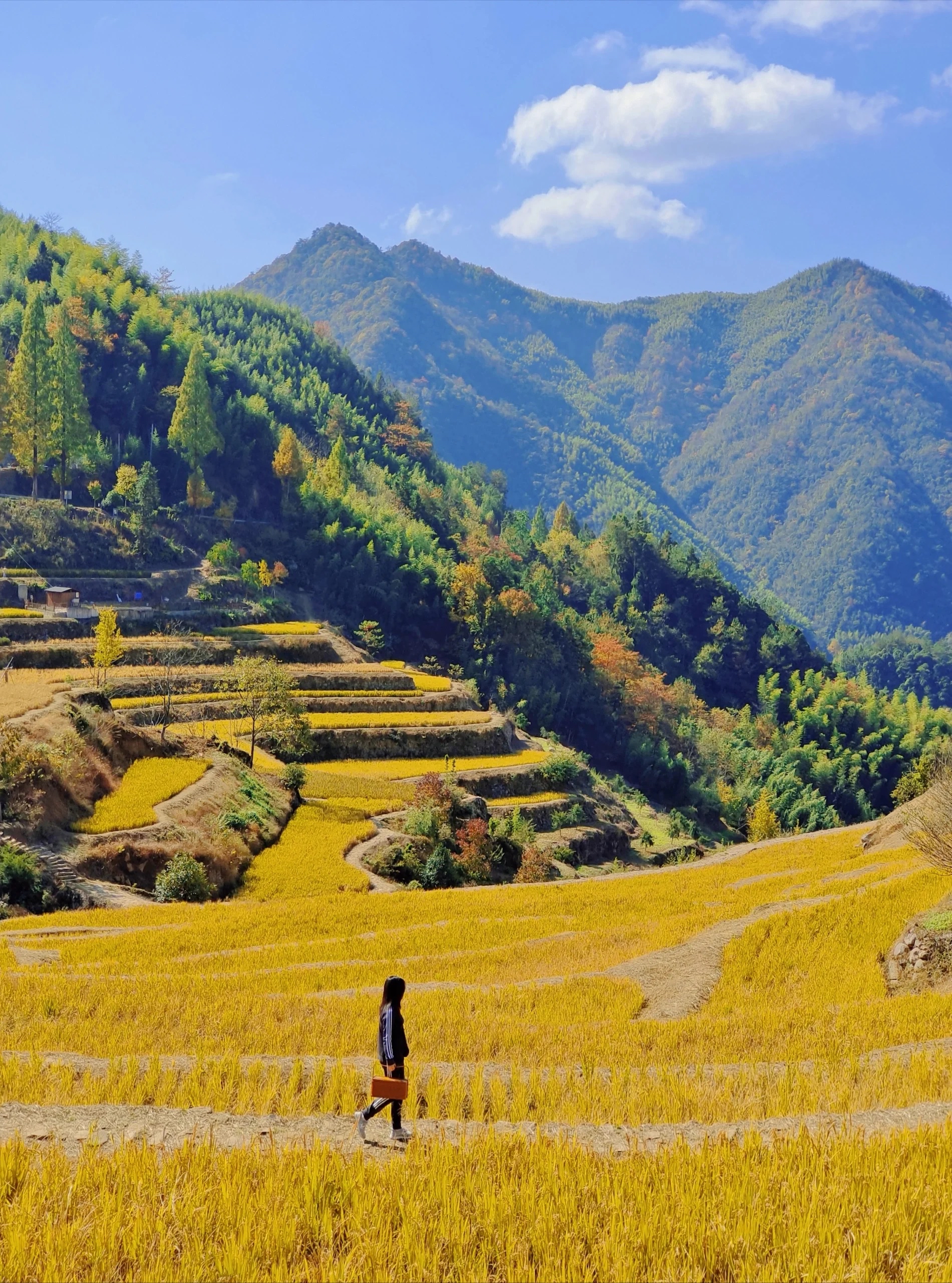 秋色如画!杭州指南村,红叶与古村共舞