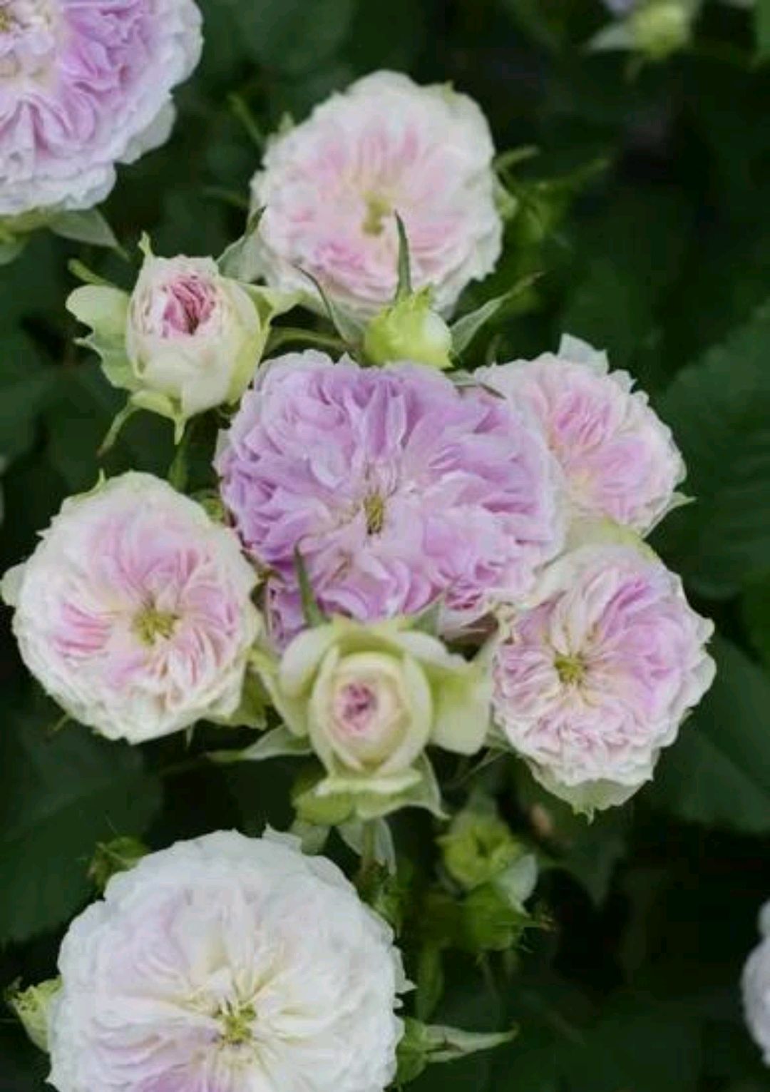 蓝色月光石(blue moonstone)-河本纯子,2020