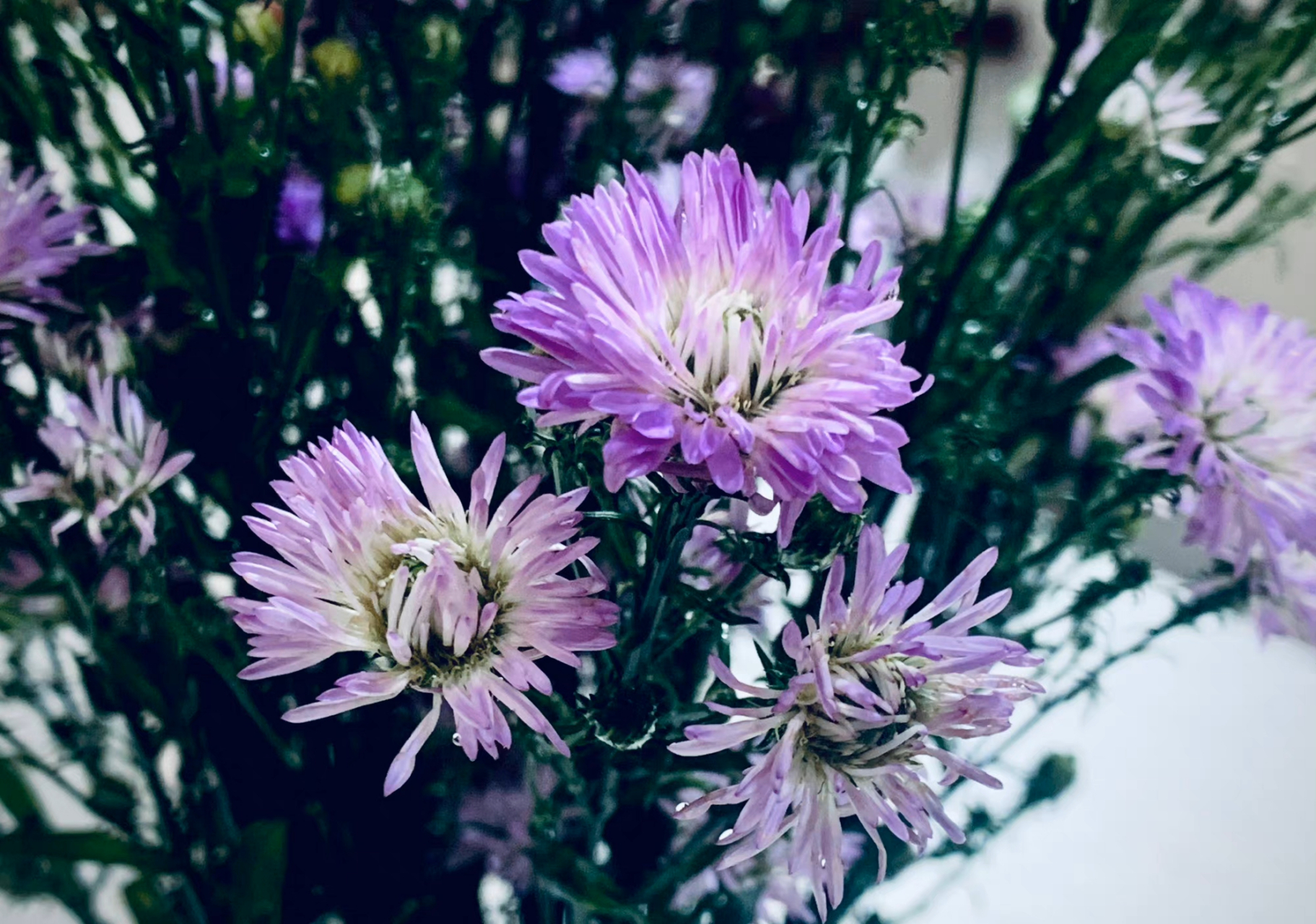 紫色重瓣孔雀草  最初以为是翠菊或者荷兰菊,但是叶茎都不一样.