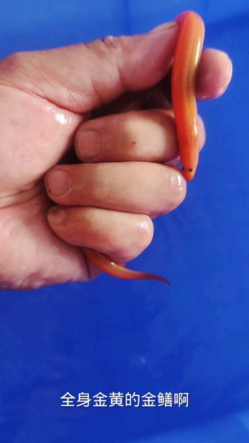 今天收了两条金鳝全身金黄一会拿去放生