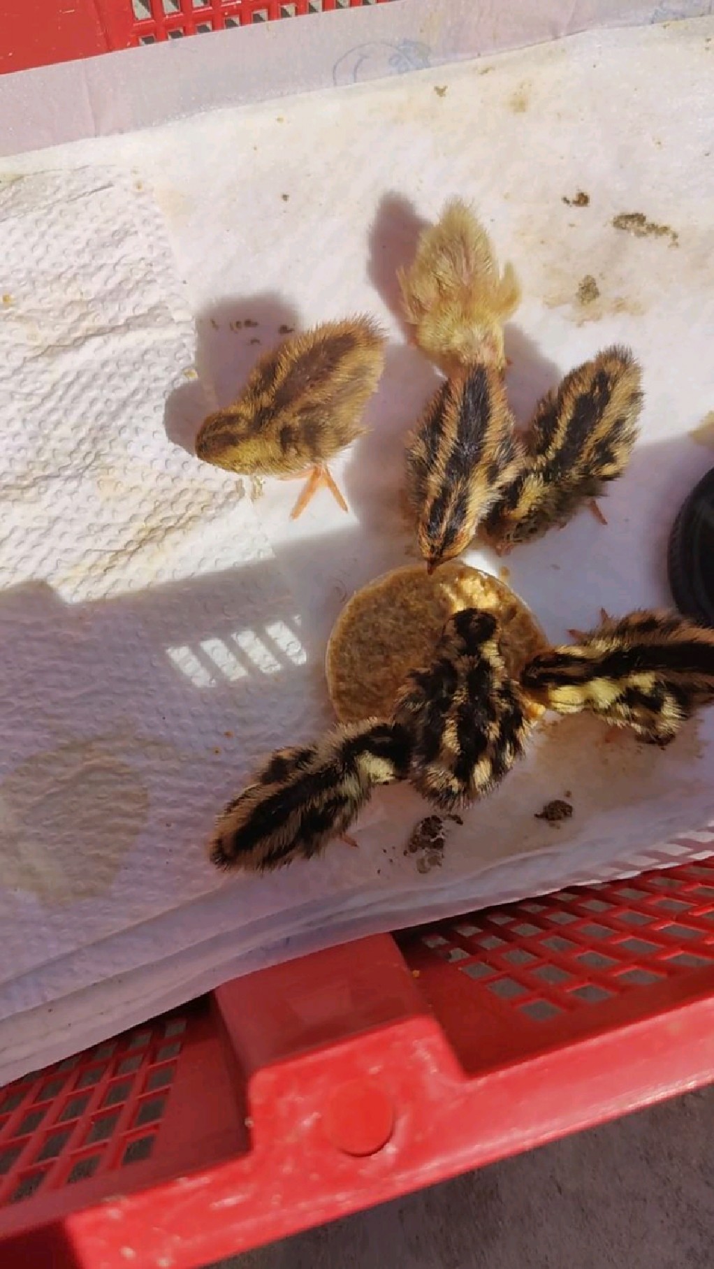 鹌鹑出壳的第二天,精神多了