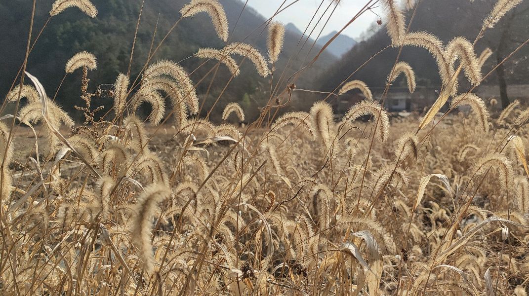 冬天的狗尾巴草