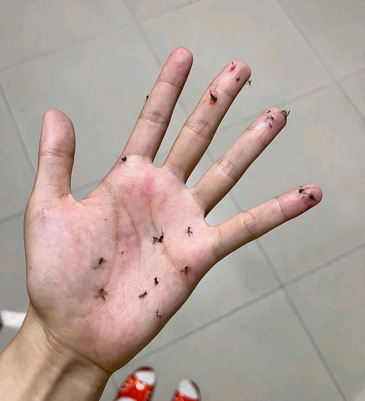 网友:今天你拍蚊子了吗?[嘻嘻]#百家号星火计划