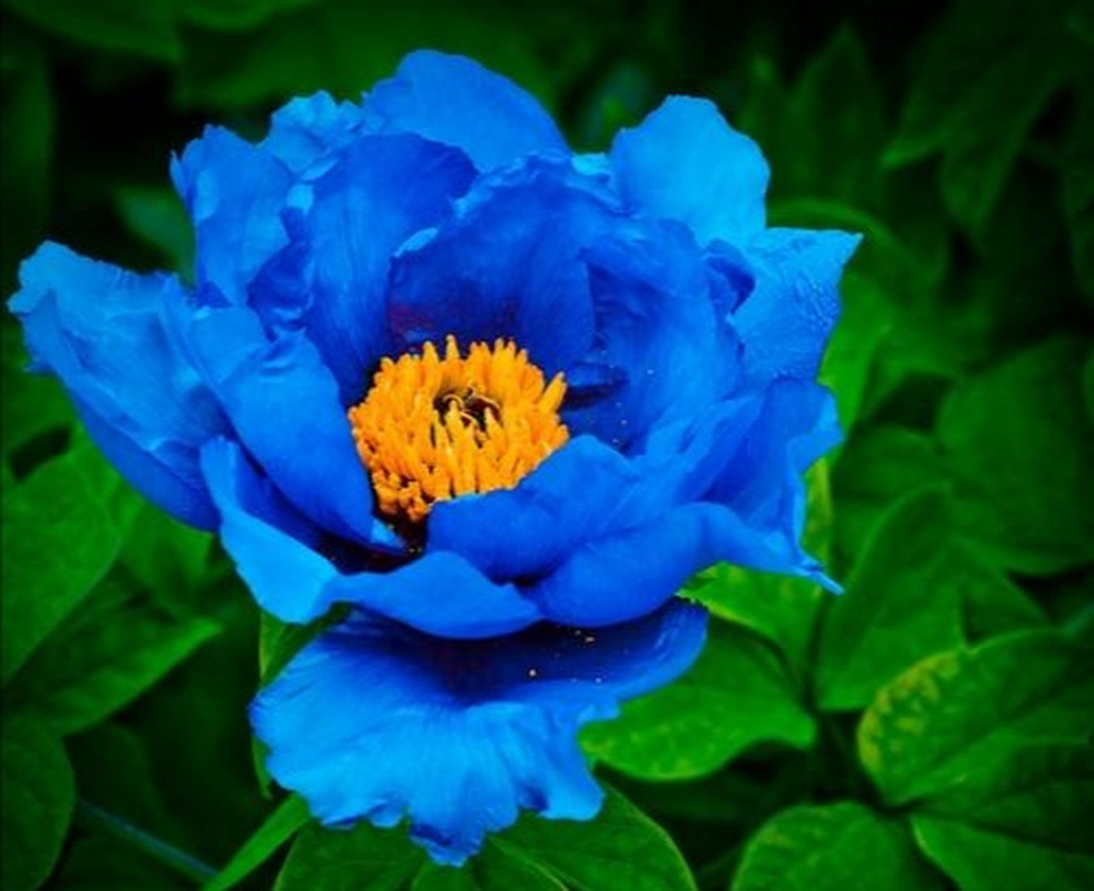 绝美冷艳的蓝牡丹开出一片蓝色的海洋 牡丹花的赞歌——《牡丹之歌》