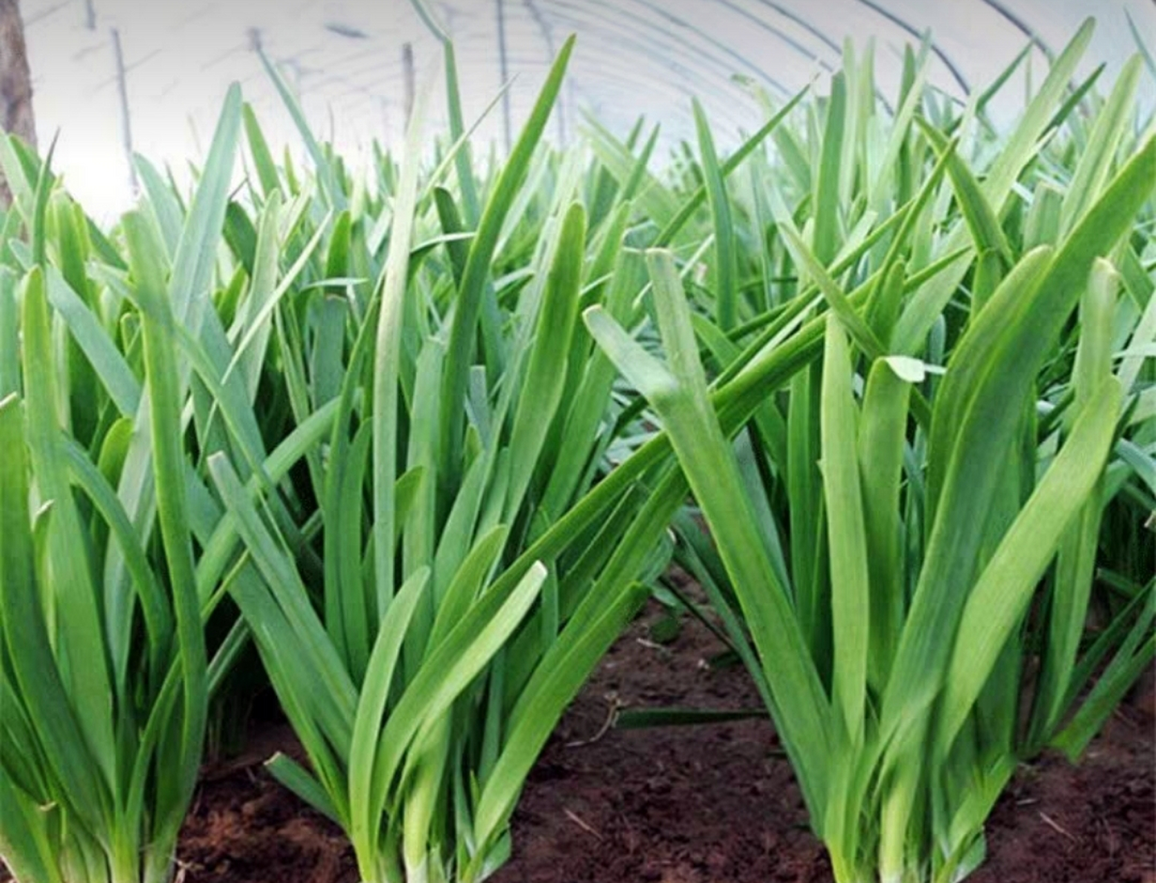 昨天赶集,买了三份韭菜,之所以买三份,是因为老农的小摊上,每一样菜都