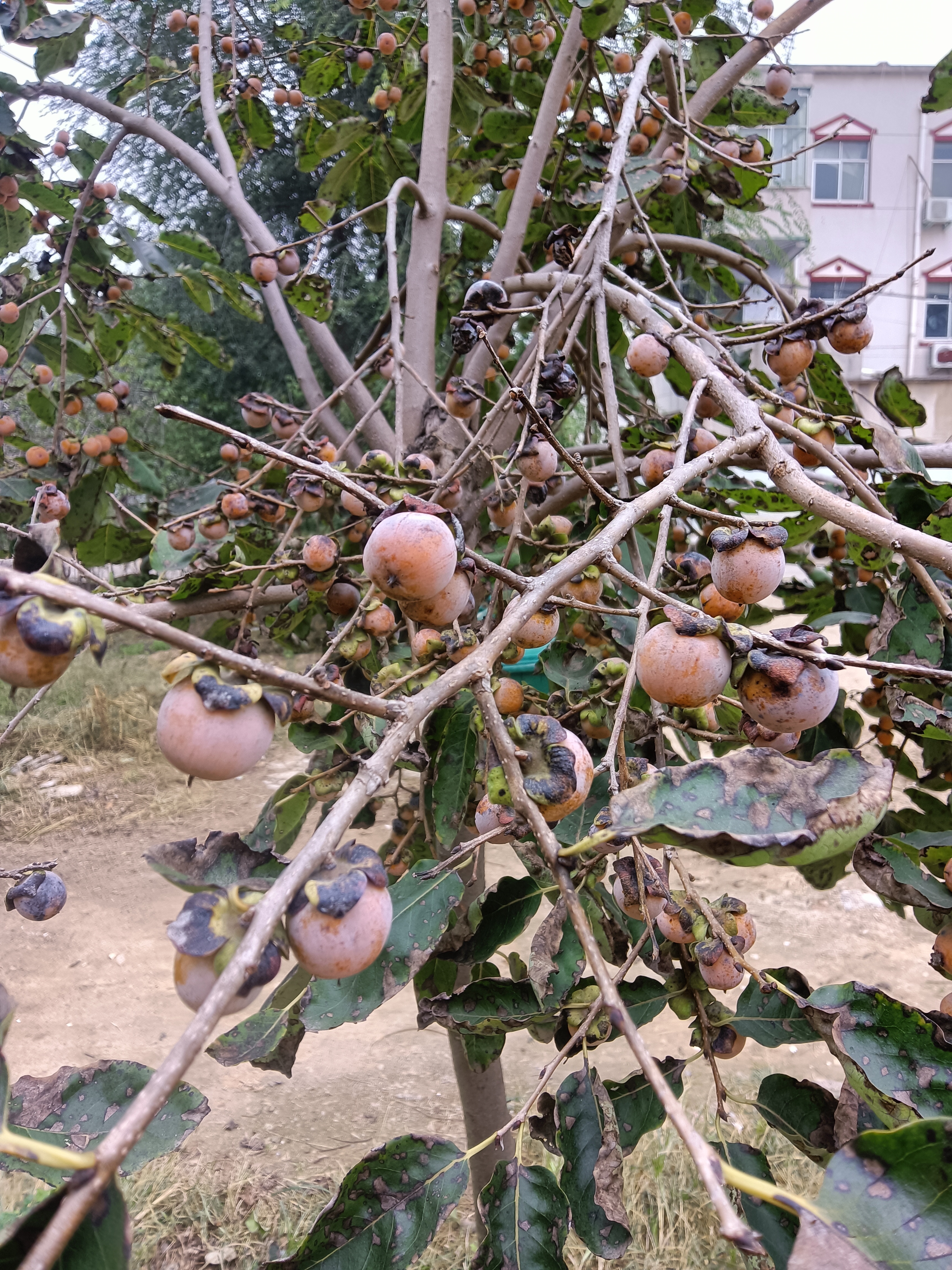 软枣嫁接老鸦柿结果图片