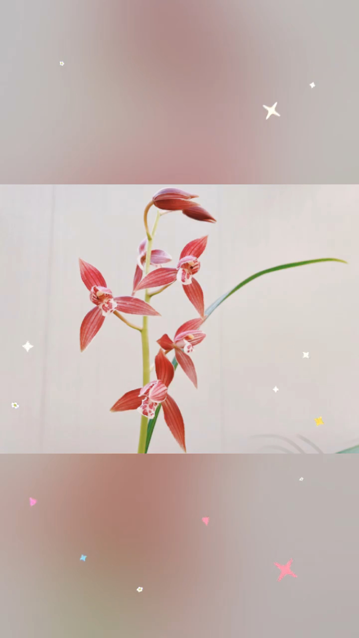 墨兰秋榜喜洋洋