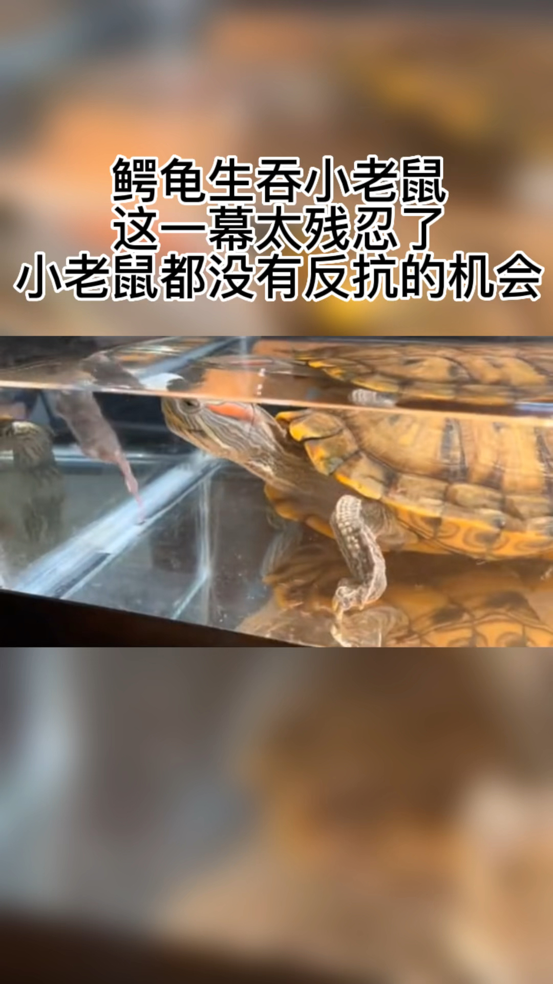 鳄龟生吞小老鼠,这一幕太残忍了,小老鼠都没有反抗的机会-度小视