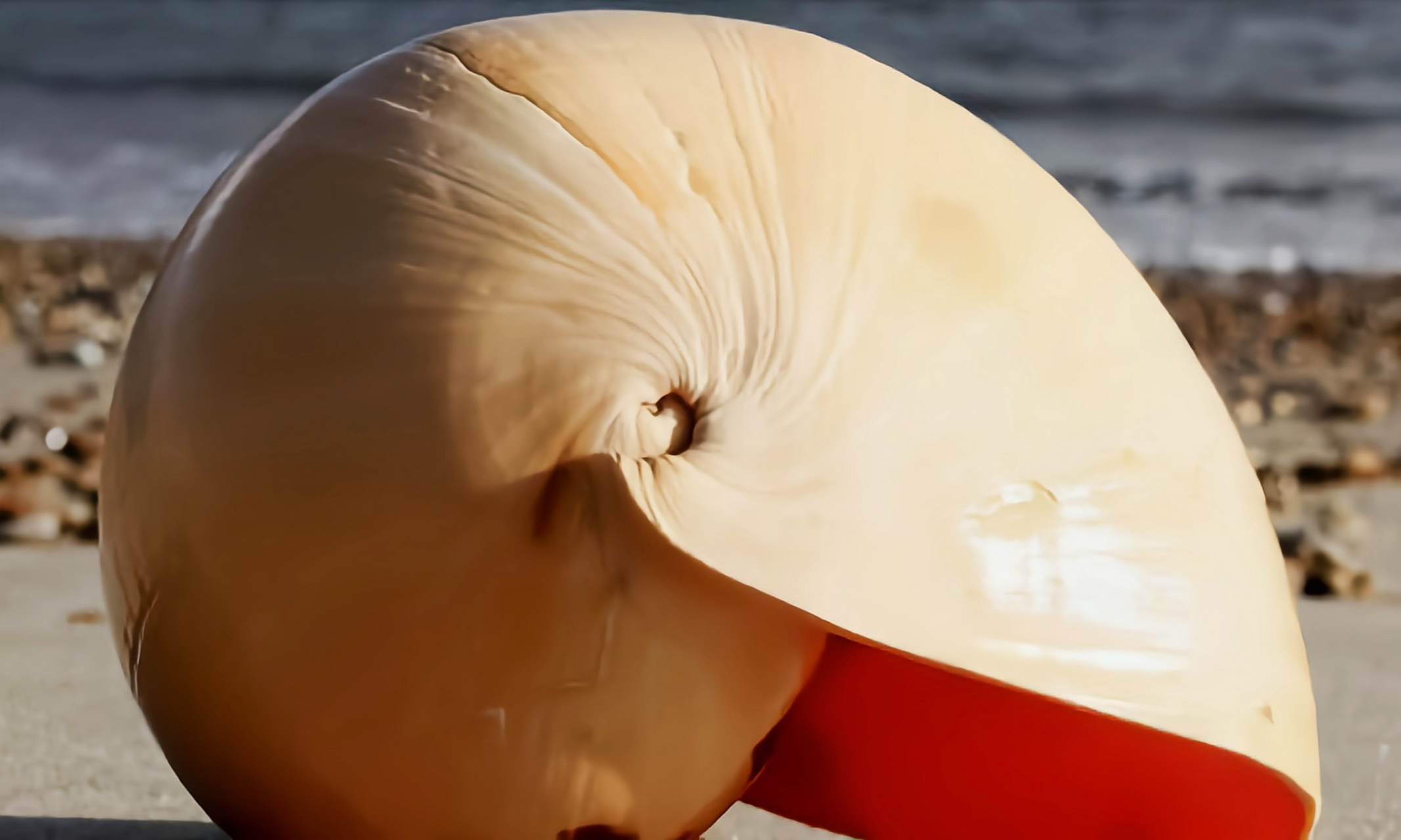 每天认识一种动物——椰子螺 椰子螺别名瓜螺,油螺,椰子涡蜗,原产于