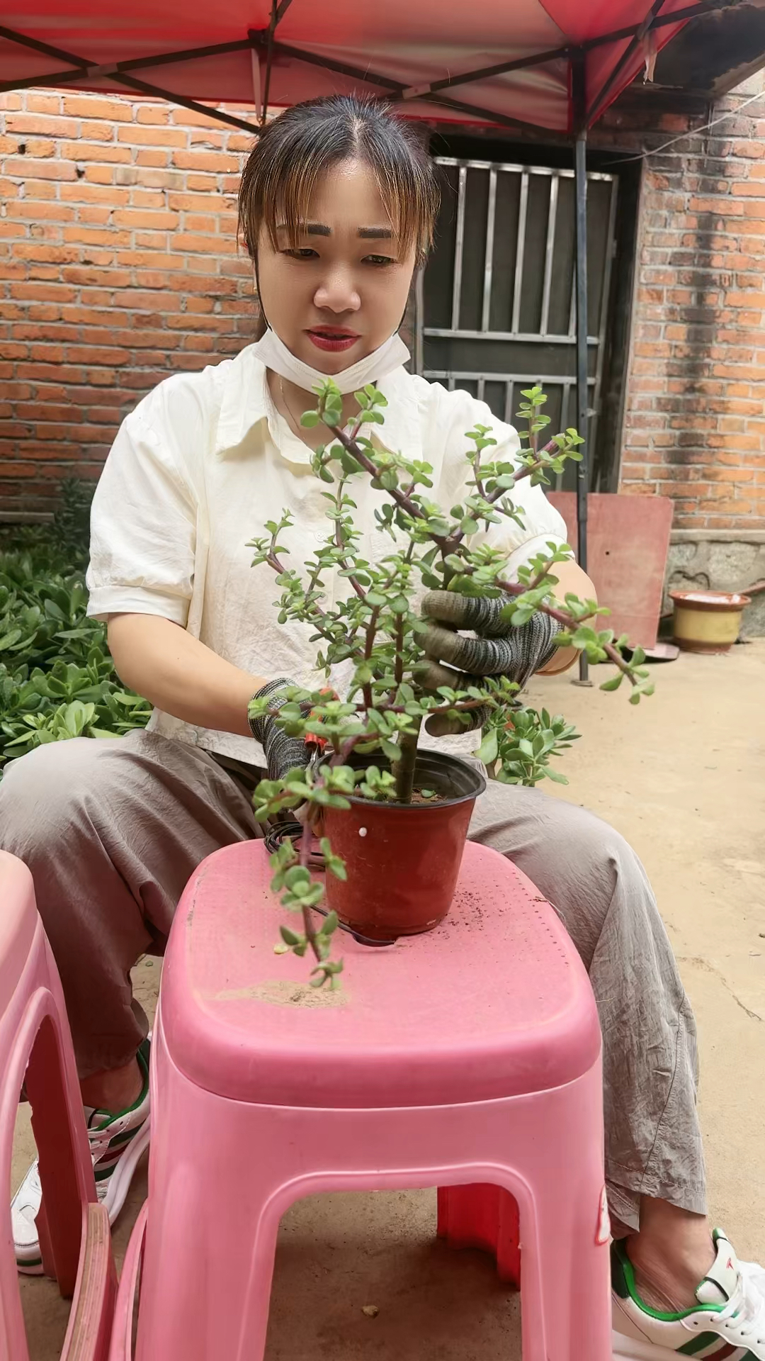 金枝玉叶做造型