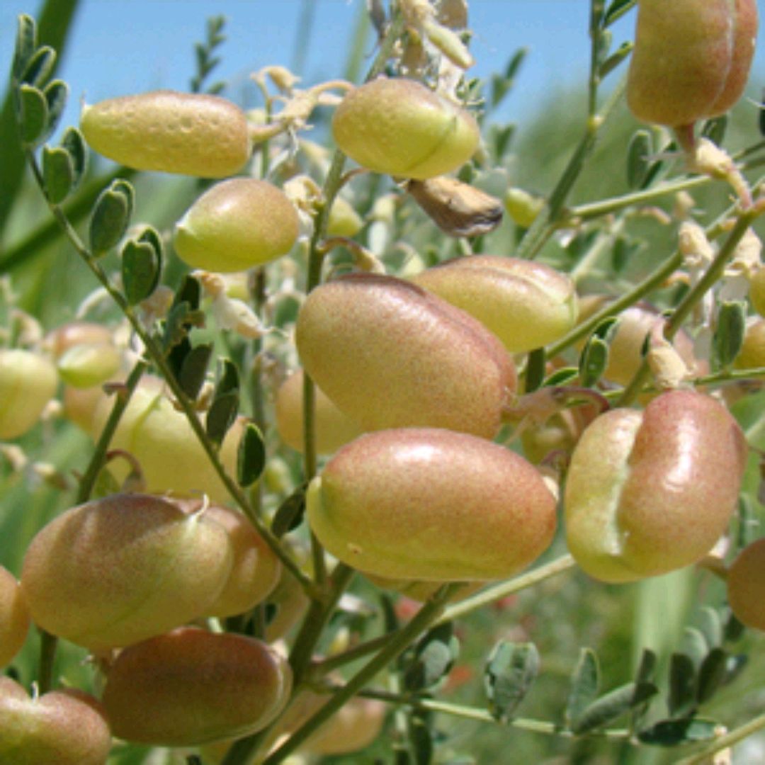 马料豆植物图片图片