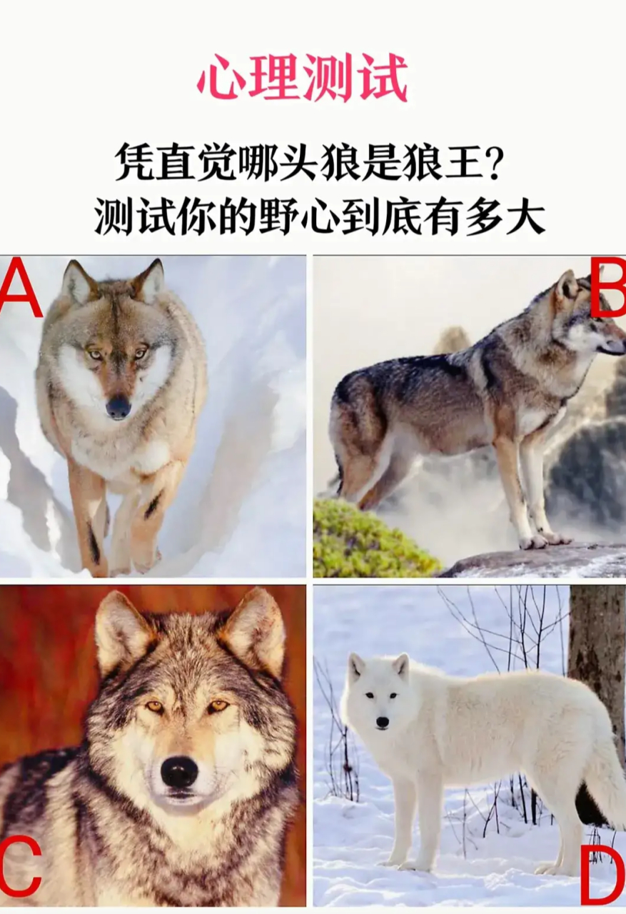 心理测试 凭直觉哪头狼是狼王?测试你的野心到底有多大