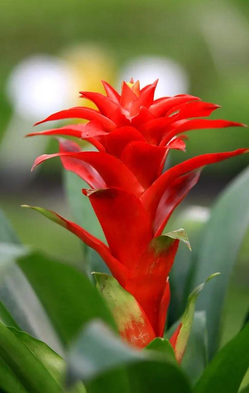 凤梨花又称菠萝花,属凤梨科草本植物,原产于墨西哥,巴西等丛林地带,是