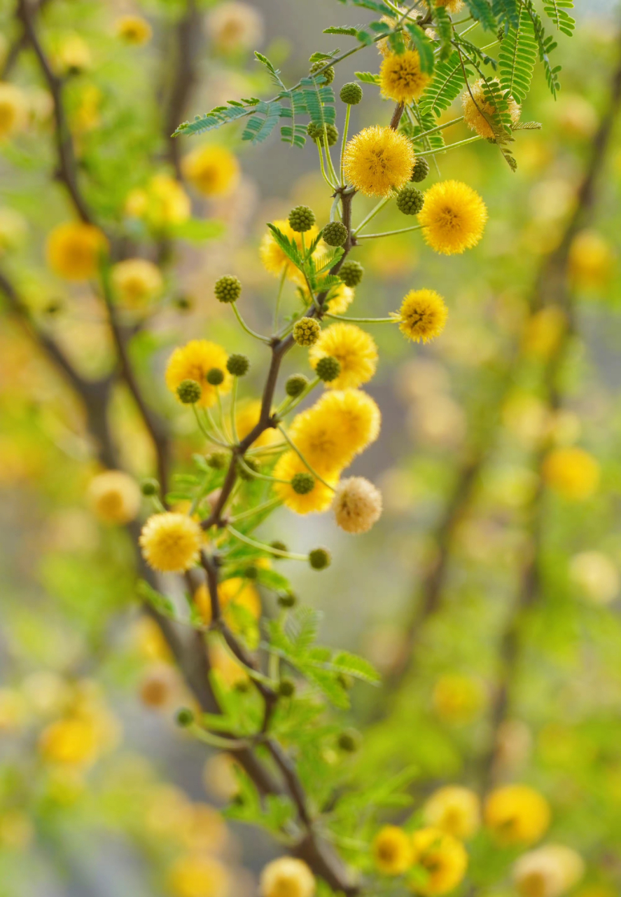 金合欢鲜花 金合欢花好像金色的绒球一般,毛绒绒好可爱,是奥地利国花.