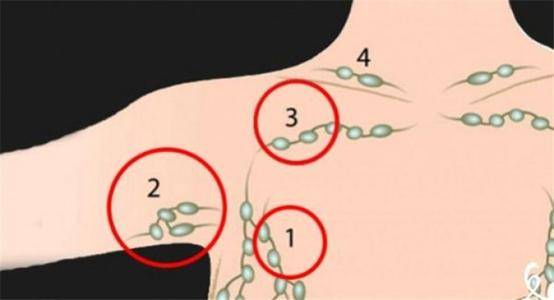 乳房周围淋巴结分布图图片